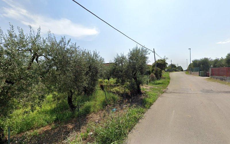 Una strada stretta costeggia un'area erbosa con ulivi sulla sinistra e una recinzione metallica. Il cielo è limpido con qualche nuvola, il che indica una giornata di sole.