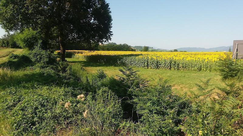 Un vasto campo di girasoli sotto un cielo limpido, circondato da una vegetazione lussureggiante e da un albero solitario sulla sinistra.