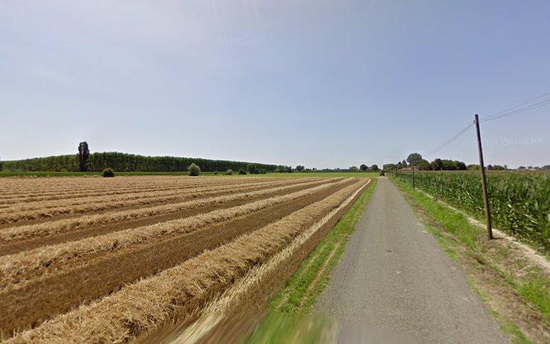 Una strada di campagna dritta costeggia un campo con file di terra arata, delimitato da alberi sullo sfondo e sotto un cielo limpido e azzurro.