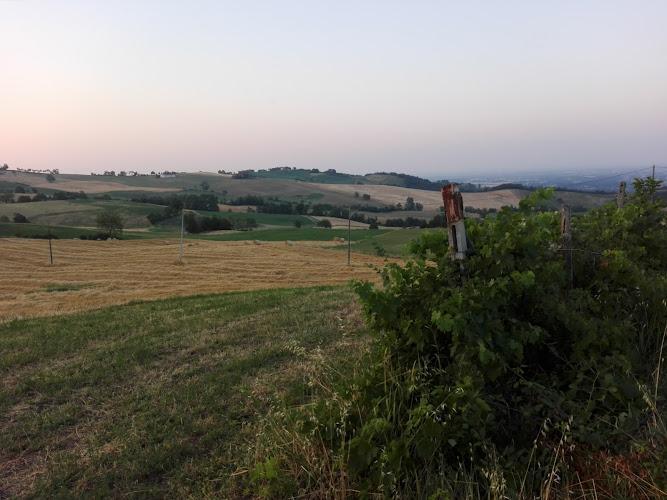 Un paesaggio collinare al tramonto con campi, colline e un cespuglio in primo piano.