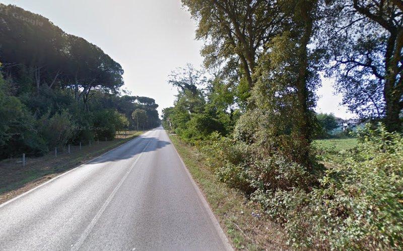 Una strada a due corsie si estende in lontananza, con una fitta vegetazione e alberi su entrambi i lati, sotto un cielo limpido.