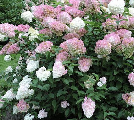 Un fitto cespuglio di ortensie con grappoli di fiori rosa e bianchi, circondati da foglie verdi.