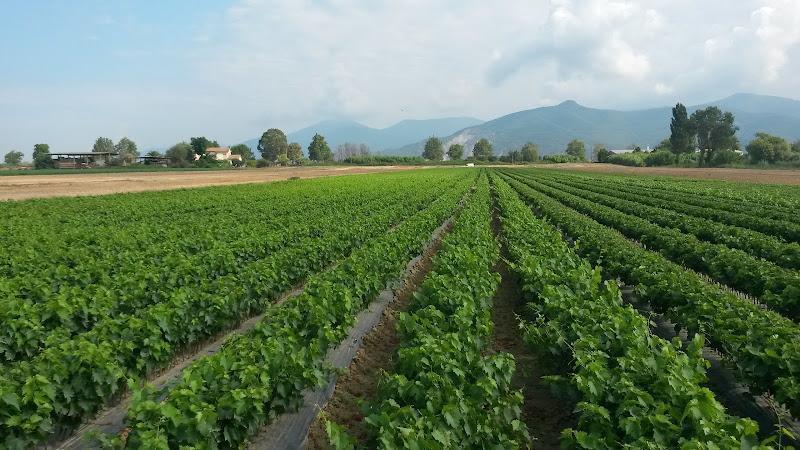 File di colture verdi che crescono in un grande campo con montagne e un cielo nuvoloso sullo sfondo. Alcune case e alberi sono visibili sul bordo del campo.