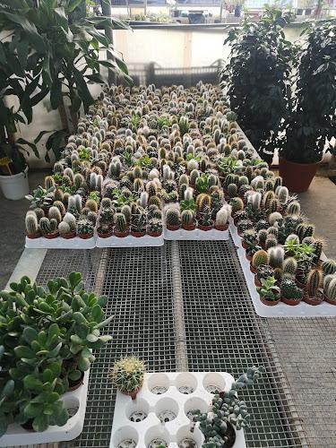 Una vasta collezione di cactus e piante grasse di vario tipo, sistemati in piccoli vasi su grate metalliche in una serra.