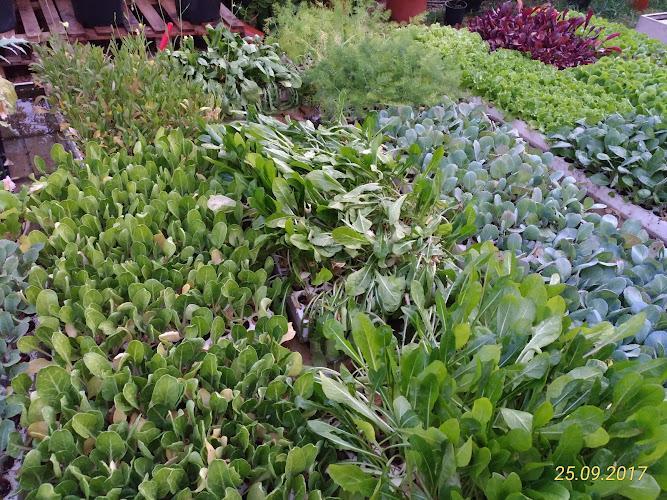 Un'aiuola con varie verdure a foglia verde che crescono fitte. La data nell'angolo in basso a destra recita "25.09.2017.