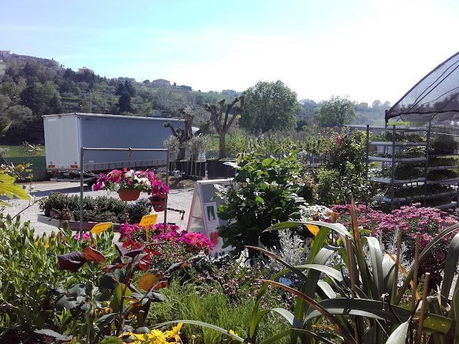 Centro di giardinaggio all'aperto con varie piante in vaso e fiori in primo piano, un grande camion e un paesaggio collinare sullo sfondo sotto un cielo limpido.