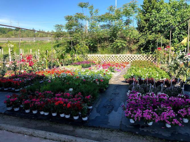 Un vivaio di fiori con varie piante dai fiori colorati in vasi, disposte ordinatamente in file sotto un cielo azzurro e limpido.